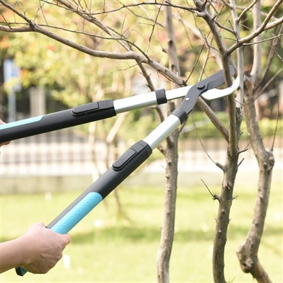Percer les secrets d’une taille efficace des arbres : 5 outils essentiels